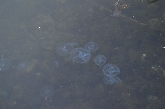 dsc_0396.jpg