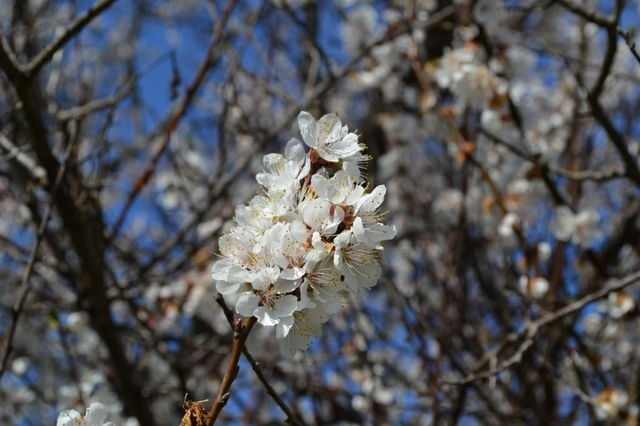 dsc_0450.jpg
